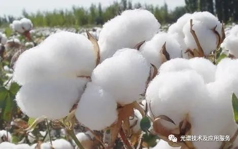 高光譜成像系統檢測棉花中的異質成分