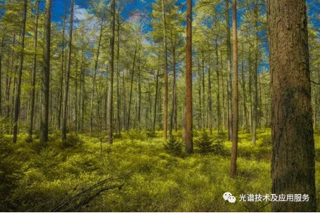 地物光譜在林業遙感中的應用 