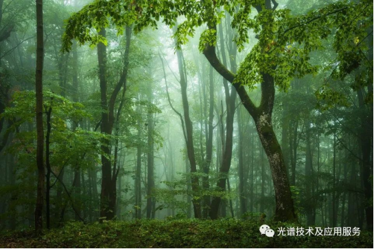  地物光譜在林業遙感中的應用 