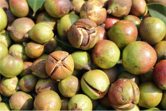 高光譜成像技術(shù)檢測油茶果成熟度