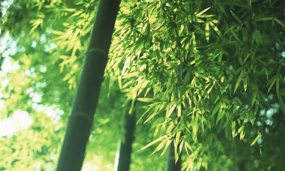 在竹資源開發(fā)中高光譜相機(jī)的作用