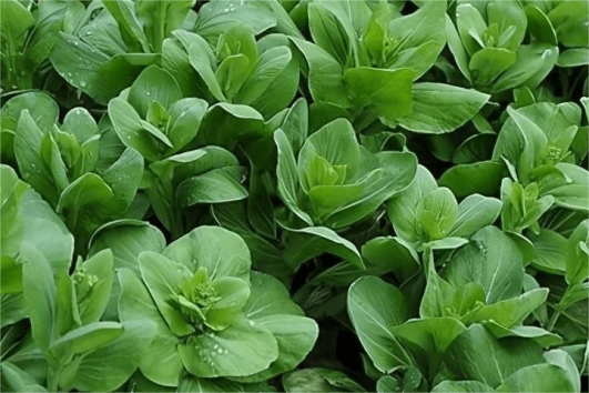 高光譜相機應用于冬油菜苗中雜草識別分析