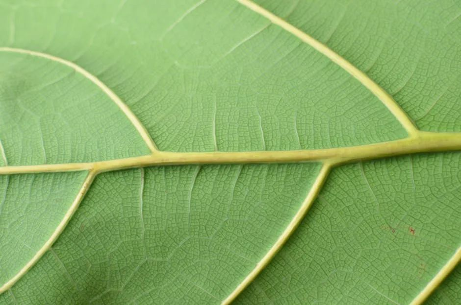 湖南省典型植被光譜信息獲取與特征分析