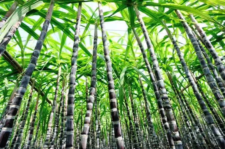 無人機高光譜成像在甘蔗長勢分析和產量預測的應用