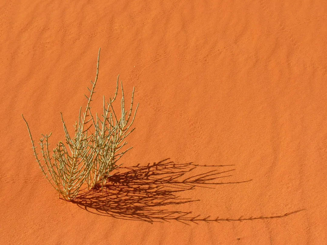 騰格里沙漠典型植物含水率與地物光譜的關系分析