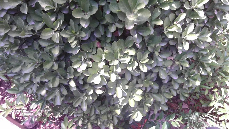 手持式地物光譜儀植物測量