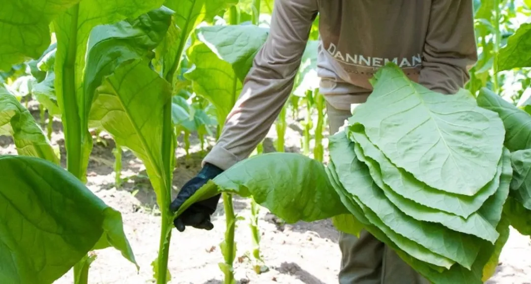 烤煙發病葉片高光譜特征分析