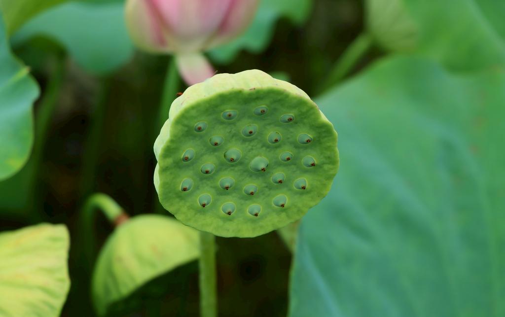 蓮子淀粉的新視角：高光譜成像與哪吒藕身的文化探索