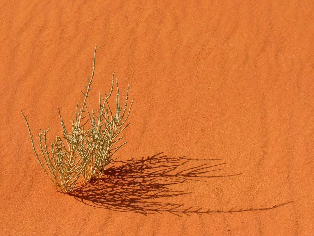 荒漠植物光譜特征分析及光譜識別